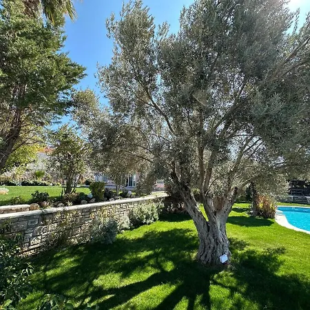 Palm Focakoey * フォチャ